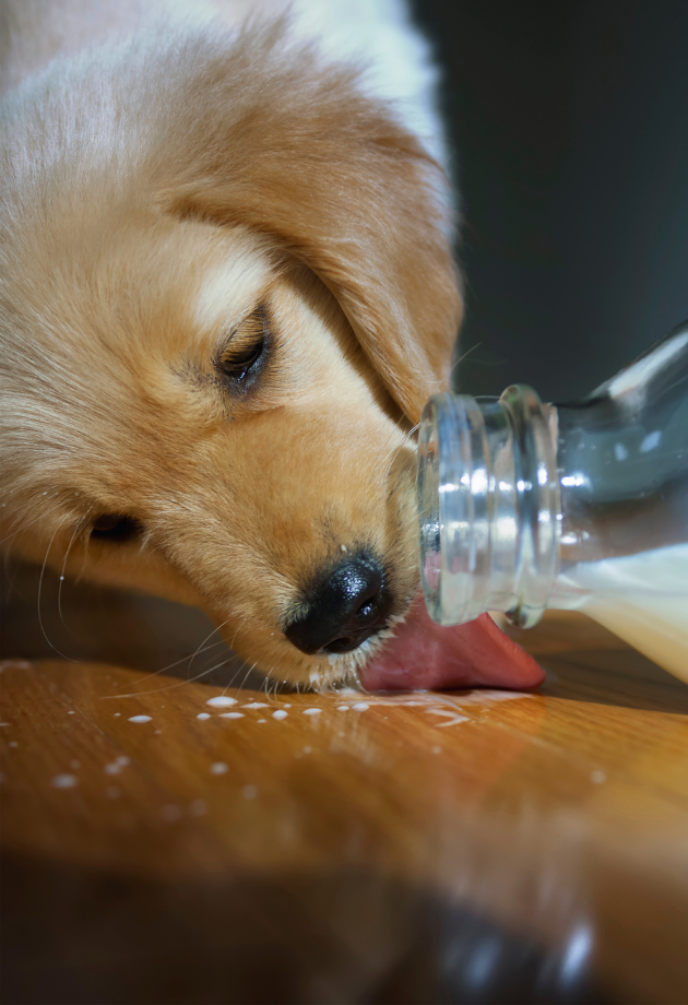 Dog licking floor